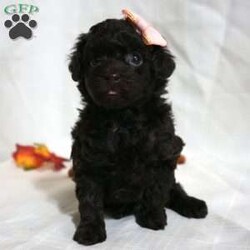 Mindy/Toy Poodle									Puppy/Female	/7 Weeks,Meet the beautiful, Mindy! She is a sweet toy poodle, waiting to find her forever family. She will be approximately 4-6lbs fully grown. She has been well socialized with other dogs, and our children. She is AKC registered, microchipped, and is up to date on shots, and wormer. You need to meet her in person to see how smart & sweet she is. Reach out today to make her yours!