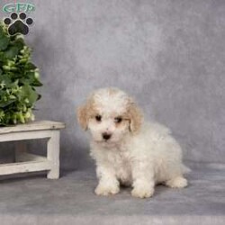 Dean/Bich-Poo									Puppy/Male	/11 Weeks,Say hello to Dean, an adorable Bich-Poo puppy with a heart full of love and a tail that never stops wagging. Dean is the perfect mix of playful energy and cozy snuggle time — he’ll happily chase a toy around the yard, then curl up beside you for a well-deserved nap.