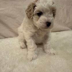 Female Cavapoochon is available for adoption