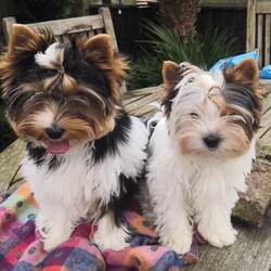 Enchanting Biewer Terrier Puppies /Biewer Terrier/Female/6 months,My darling Demelza presented me with 3 beautiful boy puppies.  Two are available for reservation to the kindest pet homes.  The boys are microchipped, vaccinated, health checked and ready to start life with their new families. They are affectionate, confident puppies, well socialised, used to warm baths, hairdryers and being groomed. 