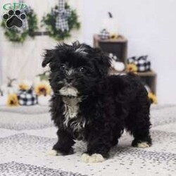 Buster/Havapoo									Puppy/Male	/12 Weeks,Meet Buster, a lovable Hava-Poo with a playful heart and a gentle soul! Raised with care by our family, Buster is well-socialized, happy, and ready to bring joy to your home. He’s been vet checked, is up to date on his vaccines and dewormer, and is in great health. Whether it’s snuggles on the couch or fun in the yard, Buster is ready to be your best friend.