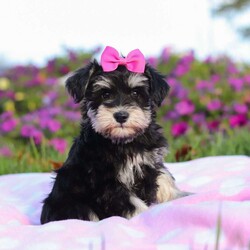 Lexi/Miniature Schnauzer									Puppy/Female	/9 Weeks,Lexi is an adorable little AKC Mini Schnauzer with a loving heart and a bright, lively spirit. Her soft, glossy coat and sparkling eyes make her absolutely irresistible. She’s full of personality — playful, curious, and affectionate all at once. Whether she’s busy chasing her toys, exploring her surroundings, or snuggling up for a nap, Lexi brings joy and sweetness to every moment.