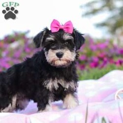 Lexi/Miniature Schnauzer									Puppy/Female	/9 Weeks,Lexi is an adorable little AKC Mini Schnauzer with a loving heart and a bright, lively spirit. Her soft, glossy coat and sparkling eyes make her absolutely irresistible. She’s full of personality — playful, curious, and affectionate all at once. Whether she’s busy chasing her toys, exploring her surroundings, or snuggling up for a nap, Lexi brings joy and sweetness to every moment.