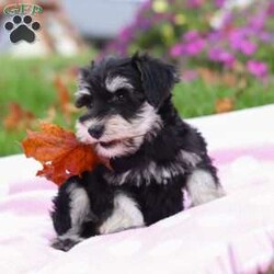 Lexi/Miniature Schnauzer									Puppy/Female	/9 Weeks,Lexi is an adorable little AKC Mini Schnauzer with a loving heart and a bright, lively spirit. Her soft, glossy coat and sparkling eyes make her absolutely irresistible. She’s full of personality — playful, curious, and affectionate all at once. Whether she’s busy chasing her toys, exploring her surroundings, or snuggling up for a nap, Lexi brings joy and sweetness to every moment.