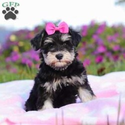 Lexi/Miniature Schnauzer									Puppy/Female	/9 Weeks,Lexi is an adorable little AKC Mini Schnauzer with a loving heart and a bright, lively spirit. Her soft, glossy coat and sparkling eyes make her absolutely irresistible. She’s full of personality — playful, curious, and affectionate all at once. Whether she’s busy chasing her toys, exploring her surroundings, or snuggling up for a nap, Lexi brings joy and sweetness to every moment.