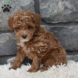 Skittles/Toy Poodle									Puppy/Male	/8 Weeks,I offer a one year health guarantee. Up to date on shots and dewormings. Skittles is well socialized and loves attention. He is great with kids and other pets. I’m looking for a loving indoor home. Shipping options are available anywhere in the US. All Sunday calls are returned on Mondays. Thanks Jon
