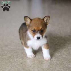 Chloe/Pembroke Welsh Corgi									Puppy/Female	/7 Weeks, With her signature short legs, fluffy coat, and perky ears, she’s the picture of Corgi cuteness. Playful, affectionate, and full of personality, she embodies everything people love about this intelligent and lively breed. After a day of fun and adventure, she’s quick to switch gears and become a cuddle expert, ready to melt your worries away with her warmth and love. Whether she’s chasing toys, exploring the outdoors, or curling up for a cozy nap, her charm is simply irresistible.