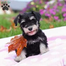 Lexi/Miniature Schnauzer									Puppy/Female	/9 Weeks,Lexi is an adorable little AKC Mini Schnauzer with a loving heart and a bright, lively spirit. Her soft, glossy coat and sparkling eyes make her absolutely irresistible. She’s full of personality — playful, curious, and affectionate all at once. Whether she’s busy chasing her toys, exploring her surroundings, or snuggling up for a nap, Lexi brings joy and sweetness to every moment.