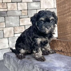 Cookie/Havanese									Puppy/Female	/11 Weeks,Meet Cookie – The Adorable Black & Tan Havanese Treasure! Cookie is a purebred AKC registered Havanese puppy with a beautiful black and tan coat and big, soulful eyes that are impossible to resist. Her sweet and playful nature makes her the perfect little companion for any home. Details: • Birthdate: September 12, 2025 • Color: Black & Tan • AKC Registered • Microchipped • Up to date on all shots & dewormings • Comes with a health guarantee Cookie has been family raised and well socialized, ensuring she’s friendly, confident, and ready to bond with her new family. She’s full of personality and charm—sure to bring warmth and happiness wherever she goes. Delivery available right to your door! Make Cookie yours today—an irresistible little Havanese ready to fill your home with love and laughter.