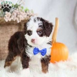 Figo/Mini Bernedoodle									Puppy/Male	/16 Weeks,Figo’s rich chocolate coat is as soft and inviting as his loving personality. This micro Bernedoodle is a little bundle of happiness, eager to spread joy wherever he goes. Figo thrives on human attention, happily playing, exploring, and snuggling with those he loves.