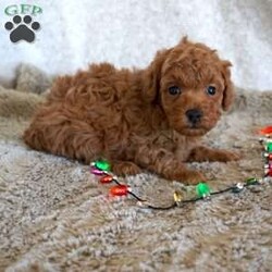 Murphy/Toy Poodle									Puppy/Male	/6 Weeks,Meet the handsome, Murphy! He is a sweet toy poodle, waiting to find his forever family. He has been well socialized with other dogs, and our children. He is AKC registered, microchipped, and is up to date on shots, and wormer. You need to meet him in person to see how smart & sweet he is. Reach out today to make him yours!