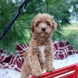 Cinnamon/Toy Poodle									Puppy/Female	/9 Weeks,Meet Cinnamon, an adorable puppy with a sweet and playful personality!  She is family-raised with children and socialized, making him a perfect companion.  Cinnamon is vet checked, up-to-date on shots and dewormer, and comes with a 1 year genetic health guarantee. She’s petite and cute, and is registered with the ACA. If you’re interested in giving Cinnamon a forever home, please call or text Lenora today!