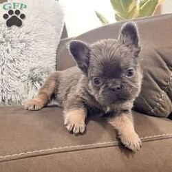 Bobby/French Bulldog									Puppy/Male	/8 Weeks,  Say hello to Bobby, a gorgeous purebred lilac & tan fluffy French Bulldog with the sweetest little face and a soft, plush coat that makes him absolutely irresistible! His color, structure, and fluffy coat make him a standout puppy with exceptional quality. Details About Bobby: • Purebred French Bulldog • Rare Lilac & Tan Fluffy coat • AKC Registered • Born: October 2, 2025 • Microchipped for safety • Vet-checked, current on vaccinations & dewormings • Comes with a full health guarantee • Raised in a loving family home and well socialized Bobby has a calm, cuddly personality and loves being held. He’s already used to people and daily handling, making him a wonderful fit for families, breeders, or anyone wanting a high-quality Frenchie companion. Ready to add Bobby to your home? Contact us today!