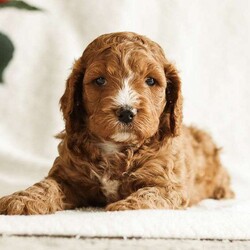 Duke/Cockapoo									Puppy/Male	/12 Weeks,Duke – leader, commander, of high ranking nobility. This young man wears his name well. His dark red complexion adds to his air of nobility. He is inquisitive, friendly and leads the pack. He is vet checked, up to date in shots, has a health guarantee and is ready for his new realm just in time for Christmas.