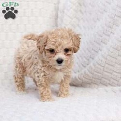 Chase/Bich-Poo									Puppy/Male	/October 4th, 2025,Chase   is 1 of 4 in his litter , he is F1 with an approximate adult weight of 6-9 poundso. 