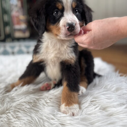 Bernese Mountain Dog Pups/Bernese Mountain Dog/Female/8 weeks,We’re excited to share that our beautiful Bernese Mountain Dog Bonnie has had a healthy litter of stunning puppies — and they’re soon ready to meet their new families!