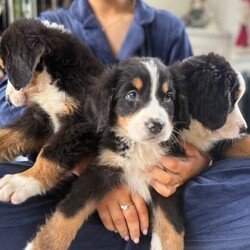 Bernese Mountain Dog Pups/Bernese Mountain Dog/Female/8 weeks,We’re excited to share that our beautiful Bernese Mountain Dog Bonnie has had a healthy litter of stunning puppies — and they’re soon ready to meet their new families!