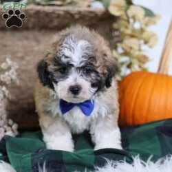 Franky/Teddy Bear									Puppy/Male	/12 Weeks,Franky’s light brown coat, accented by white chest markings and subtle black highlights, mirrors his playful and affectionate personality. This mini teddy bear puppy is full of charm, curiosity, and energy, always ready for a game or an exploration.