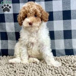 Nita/Miniature Poodle									Puppy/Female	/October 6th, 2025,Meet Nita a cute little Miniature Poodle, she is ACA Reg. Vet checked and shots are up to date.   parents weights are mom (Niki) 9 lbs and dad (Spiker) 13.2 lbs 