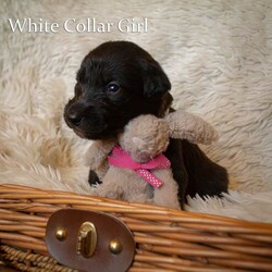 Beautiful bedlington whippet x lurcher puppies!/Whippet/Female/Sex: Mixed Litter,**We have some viewings booked in this weekend on the 6th/7th of December. There are still some available slots if you would like to book a viewing. Weekday viewings are also possible by arrangement**