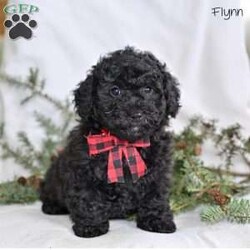 Flynn/Miniature Poodle									Puppy/Male	/10 Weeks,Our Mini Poodle puppies are intelligent, affectionate, and full of cheerful energy—everything you could hope for in a loving family companion. These sweet little pups are currently looking for loving homes where they can continue to grow and share their gentle, playful personalities. Raised in a caring family environment, they are well-socialized with children and other pets, helping them develop into confident, friendly, and well-mannered dogs.