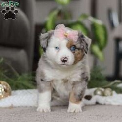 Abby/Miniature Australian Shepherd									Puppy/Female	/8 Weeks,Meet Abby! An irresistibly sweet and adorable AKC Miniature Australian Shepherd puppy. With a coat as soft as a cloud and eyes that sparkle with curiosity, she is sure to steal the spotlight wherever she may go.  Mini Aussies are known for their intelligence, playful energy and friendly nature, making them a favorite for families and individuals alike. They form strong bonds to their people and they thrive on love and attention. Whether you’re hiking a trail or relaxing at home, she will bring a spark of fun and companionship that’s hard to match. Loyal, bright, and endlessly affectionate, she’s not just a pet—she’s a best friend in the making. This beautiful girl will follow your lead and join you on countless adventures!