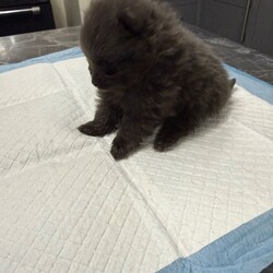 Pomeranian puppy/Pomeranian/Female/Sex: Male,Pomeranian boy puppy for sale he is a very unusual colour his mum is black and dad is red and he has both coloured fur which makes him dark grey. He has been wormed regularly and is free from fleas. He has been handled by an 8 year old so is very friendly and playful. Both parents are small full Pomeranian’s. He will be ready to go to new home on 21st December when he will be 8 weeks old. Both parents can be seen.