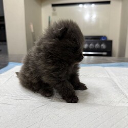 Pomeranian puppy/Pomeranian/Female/Sex: Male,Pomeranian boy puppy for sale he is a very unusual colour his mum is black and dad is red and he has both coloured fur which makes him dark grey. He has been wormed regularly and is free from fleas. He has been handled by an 8 year old so is very friendly and playful. Both parents are small full Pomeranian’s. He will be ready to go to new home on 21st December when he will be 8 weeks old. Both parents can be seen.