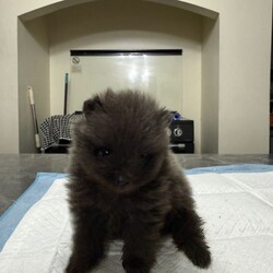 Pomeranian puppy/Pomeranian/Female/Sex: Male,Pomeranian boy puppy for sale he is a very unusual colour his mum is black and dad is red and he has both coloured fur which makes him dark grey. He has been wormed regularly and is free from fleas. He has been handled by an 8 year old so is very friendly and playful. Both parents are small full Pomeranian’s. He will be ready to go to new home on 21st December when he will be 8 weeks old. Both parents can be seen.