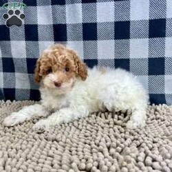 Nita/Miniature Poodle									Puppy/Female	/October 6th, 2025,Meet Nita a cute little Miniature Poodle, she is ACA Reg. Vet checked and shots are up to date.   parents weights are mom (Niki) 9 lbs and dad (Spiker) 13.2 lbs 
