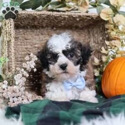 Flops/Teddy Bear									Puppy/Male	/12 Weeks,Flops is a teddy bear puppy with a gorgeous brown coat and white and black markings that give him a soft, teddy-like appearance. True to his name, Flops is full of energy and charm, always ready to play, explore, and make new friends.