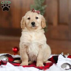 Angel/Golden Retriever									Puppy/Male	/7 Weeks,Meet Angel, an incredibly sweet and playful ACA Golden Retriever puppy! With her soft, golden coat and soulful eyes, she’s the perfect combination of beauty and charm. Golden Retrievers are known for their friendly and loyal nature, and this girl is no different. She loves to run, play, and explore, but also enjoys snuggling up for some quiet time. Whether it’s a walk in the park or relaxing day at home, her cheerful spirit will make every day brighter. She’s ready to become a loving companion to anyone lucky enough to welcome her into their home!