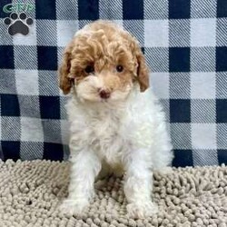 Nita/Miniature Poodle									Puppy/Female	/October 6th, 2025,Meet Nita a cute little Miniature Poodle, she is ACA Reg. Vet checked and shots are up to date.   parents weights are mom (Niki) 9 lbs and dad (Spiker) 13.2 lbs 