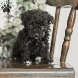 Leroy/Toy Poodle Mix									Puppy/Male	/6 Weeks,Meet our Sweet Toy Poodle Puppies! They are very easy going and perfect playmates for our children! They would make a perfect lap dog and they do very well with children! 