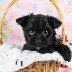 Marcella/Yorkie Poo									Puppy/Female	/9 Weeks,Meet your new BFF, Marchelle! This adorable Yorkie-Poo puppy is vet checked & up to date on shots & wormer, plus comes with a health guarantee provided by the breeder! Marcella is well socialized & currently being family raised with children!