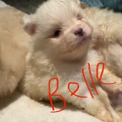 Pomeranian puppies /Pomeranian/Female/Sex: Mixed Litter,Say hello to my tiny gorgeous Pommies who are raised with care and lot of Love. These precious puppies are well socialised to children and used all household noises. They are 6 week old on the photos with their names on and 4 weeks old in the video. 