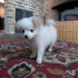 Pomeranian x puppies /Pomeranian/Female/Sex: Male,2 gorgeous Pomeranian x Miniature Jack pups left from a lovely litter. 