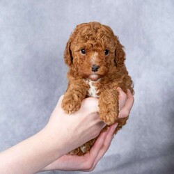 Holly/Miniature Poodle									Puppy/Female	/November 10th, 2025,Meet Holly, a sweet miniature poodle puppy who is ready to steal your heart and become your newest best friend! Holly has been lovingly raised in the Kauffman home, surrounded by love and care, and is completely accustomed to the everyday sights and sounds of a normal household. She is gentle, affectionate, and full of puppy curiosity, making her the perfect companion for families, singles, or seniors looking for a loving furry friend.