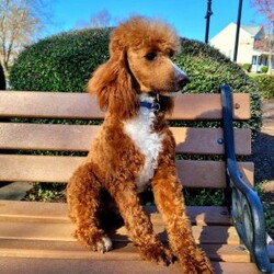 Rusty/Mini Goldendoodle									Puppy/Male	/10 Weeks,Prepare to fall in love!! I have the sweetest little mini goldendoodle face you have ever seen… My name is Rusty and I would love to come home with you! I am sure with one look into my warm, sweet eyes and I’ll be sure I will have captured your heart already! I am very happy, playful and very kid friendly! I stand out above the rest with my beautiful red coat with white markings!! Full of personality and always ready to give amazing puppy kisses, I would love to fill your home with all of my puppy love! I have been vet checked and I am up to date on vaccinations and dewormings and I will also come with a 1-year guarantee with the option of extending it to a 3-year guarantee. Shipping is available anywhere in the USA! My mother is Willow, our sweet 28# mini goldendoodle, and my father is Atlas, our handsome 16# AKC red miniature poodle and Atlas is also genetically tested clear! That makes me an F1b mini goldendoodle and I will grow to approx. 18-24# and I will be hypoallergenic and nonshedding!! Why wait when you know I am meant to be yours? Call or text Martha  to make me the newest addition to your family and get ready to spend a lifetime of tail wagging fun! (7% sales tax on in home pickups) 