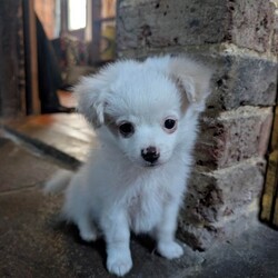 Pomeranian x puppies /Pomeranian/Female/Sex: Male,2 gorgeous Pomeranian x Miniature Jack pups left from a lovely litter. 