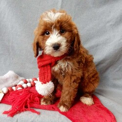 Rusty/Mini Goldendoodle									Puppy/Male	/10 Weeks,Prepare to fall in love!! I have the sweetest little mini goldendoodle face you have ever seen… My name is Rusty and I would love to come home with you! I am sure with one look into my warm, sweet eyes and I’ll be sure I will have captured your heart already! I am very happy, playful and very kid friendly! I stand out above the rest with my beautiful red coat with white markings!! Full of personality and always ready to give amazing puppy kisses, I would love to fill your home with all of my puppy love! I have been vet checked and I am up to date on vaccinations and dewormings and I will also come with a 1-year guarantee with the option of extending it to a 3-year guarantee. Shipping is available anywhere in the USA! My mother is Willow, our sweet 28# mini goldendoodle, and my father is Atlas, our handsome 16# AKC red miniature poodle and Atlas is also genetically tested clear! That makes me an F1b mini goldendoodle and I will grow to approx. 18-24# and I will be hypoallergenic and nonshedding!! Why wait when you know I am meant to be yours? Call or text Martha  to make me the newest addition to your family and get ready to spend a lifetime of tail wagging fun! (7% sales tax on in home pickups) 