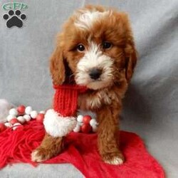 Rusty/Mini Goldendoodle									Puppy/Male	/10 Weeks,Prepare to fall in love!! I have the sweetest little mini goldendoodle face you have ever seen… My name is Rusty and I would love to come home with you! I am sure with one look into my warm, sweet eyes and I’ll be sure I will have captured your heart already! I am very happy, playful and very kid friendly! I stand out above the rest with my beautiful red coat with white markings!! Full of personality and always ready to give amazing puppy kisses, I would love to fill your home with all of my puppy love! I have been vet checked and I am up to date on vaccinations and dewormings and I will also come with a 1-year guarantee with the option of extending it to a 3-year guarantee. Shipping is available anywhere in the USA! My mother is Willow, our sweet 28# mini goldendoodle, and my father is Atlas, our handsome 16# AKC red miniature poodle and Atlas is also genetically tested clear! That makes me an F1b mini goldendoodle and I will grow to approx. 18-24# and I will be hypoallergenic and nonshedding!! Why wait when you know I am meant to be yours? Call or text Martha  to make me the newest addition to your family and get ready to spend a lifetime of tail wagging fun! (7% sales tax on in home pickups) 