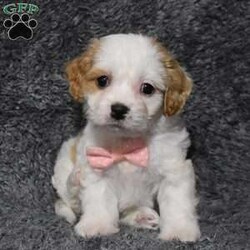 Holly/Cavachon									Puppy/Female	/9 Weeks,Hello my name is Holly! I’m a sweet ,outgoing and loving puppy who is looking for her furever home ,so please pick me for your furever companion