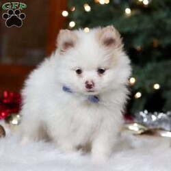 Ramsey/Pomeranian									Puppy/Male	/13 Weeks,Meet Ramsey, an absolutely adorable ACA Pomeranian puppy with a personality as bright and cheerful as his fluffy coat! He is full of playful energy and curiosity, always ready for little adventures and snuggles alike. He has a sweet, loving nature that melts hearts, making him a perfect companion for families or anyone looking for a loyal, happy little friend. With his tiny paws, bright eyes, and soft, plush fur, he’s guaranteed to bring joy and smiles wherever he goes.