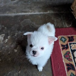 Pomeranian x puppies /Pomeranian/Female/Sex: Male,2 gorgeous Pomeranian x Miniature Jack pups left from a lovely litter. 