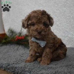 Garfield/Toy Poodle									Puppy/Male	/8 Weeks,Hi my name is Garfield!  I’m a sweet,outgoing playful puppy who looking for my furever home so please pick me for your furever companion. 