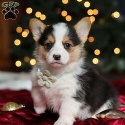 Star/Pembroke Welsh Corgi									Puppy/Female	/8 Weeks,Hi, I’m Star—an absolutely adorable Welsh Corgi with a personality as bright as my name! With my short little legs, fluffy coat, and big expressive eyes, I have a way of making everyone smile the moment I trot into the room. I’m playful, curious, and full of cheerful energy, always ready for a new adventure or a cozy cuddle. Whether I’m bouncing around with my toys or soaking up all the attention I can get, I’m sure to bring joy and warmth wherever I go.