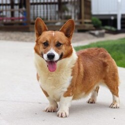 Star/Pembroke Welsh Corgi									Puppy/Female	/8 Weeks,Hi, I’m Star—an absolutely adorable Welsh Corgi with a personality as bright as my name! With my short little legs, fluffy coat, and big expressive eyes, I have a way of making everyone smile the moment I trot into the room. I’m playful, curious, and full of cheerful energy, always ready for a new adventure or a cozy cuddle. Whether I’m bouncing around with my toys or soaking up all the attention I can get, I’m sure to bring joy and warmth wherever I go.