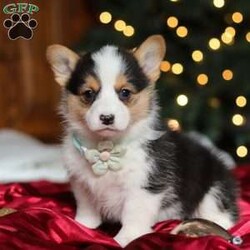 Star/Pembroke Welsh Corgi									Puppy/Female	/8 Weeks,Hi, I’m Star—an absolutely adorable Welsh Corgi with a personality as bright as my name! With my short little legs, fluffy coat, and big expressive eyes, I have a way of making everyone smile the moment I trot into the room. I’m playful, curious, and full of cheerful energy, always ready for a new adventure or a cozy cuddle. Whether I’m bouncing around with my toys or soaking up all the attention I can get, I’m sure to bring joy and warmth wherever I go.