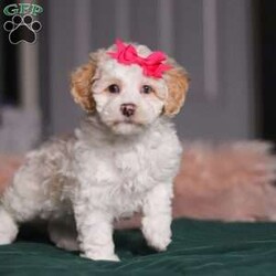 Alice/Miniature Poodle									Puppy/Female	/9 Weeks,Meet Alice, the most adorable ACA Mini Poodle! She’s the perfect combination of sweet affection and lively energy. Known for their intelligence, Poodles tend to be highly trainable and eager to please and they love learning new things that showcase their cleverness. Her hypoallergenic, beautiful coat is not only soft and luxurious but will also shed very minimally, making her the perfect choice for those prone to allergies. Whether she’s prancing proudly by your side on a walk, playing a game, or snuggling up for a quiet moment, she will fill your days with joy!